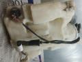 бачок омывателя Mercedes-Benz GL-Класс X164 2007, 3.0 л., GL320 CDI, дизель, АКПП, внедорожник 5 дв. - фото №5