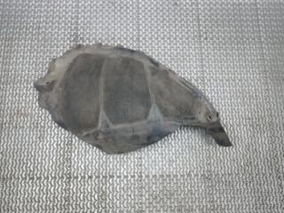 Подкрылок передний левый Opel Astra J 2010, 1.4 л., бензин, МКПП, хетчбэк 5 дв., 13271310, 1106022