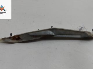 кронштейн переднего бампера Ford Focus 1 поколение [рестайлинг] 2002, 1.8 л., бензин, МКПП, синий, хетчбэк 3 дв., 98AB17A958BU