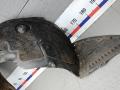Подкрылок передний левый Hyundai i40 VF [рестайлинг] 2015, 1.7 л., дизель, МКПП, седан - фото №2