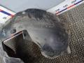 Подкрылок передний правый Skoda Yeti 1 поколение 2012, 1.6 л., дизель, МКПП, внедорожник 5 дв. - фото №2