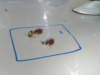 крыша Nissan X-Trail T32 [рестайлинг] 2018, 1.6 л., дизель, МКПП, внедорожник 5 дв.