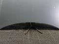 капот Mercedes-Benz E-Класс W212/S212/C207/A207 2011, 3.0 л., E350 CDI, дизель, АКПП, седан - фото №2