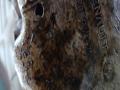двигатель Renault Scenic 2 поколение 2005, цвет, K4M782 - фото №5