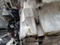 двигатель Opel Astra H/Family [рестайлинг] 2005, цвет, Z16XER - фото №5