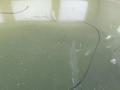 капот Renault Scenic 1 поколение [рестайлинг] 2001, 1.6 л., бензин, МКПП, зелёный, минивэн - фото №3